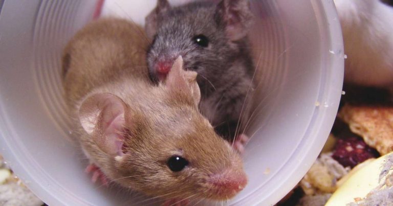 The dilemma of individual versus social housing of mice – Steffen van Heijningen, PhD