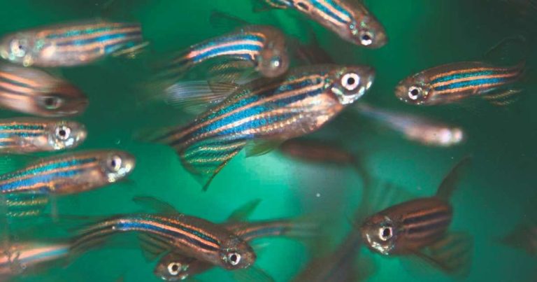Tools and techniques for zebrafish research – Albert Willemsen, MSc